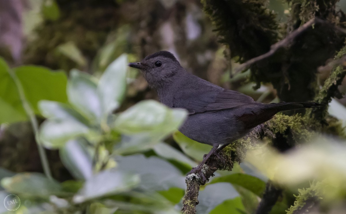 Gray Catbird - ML297256371