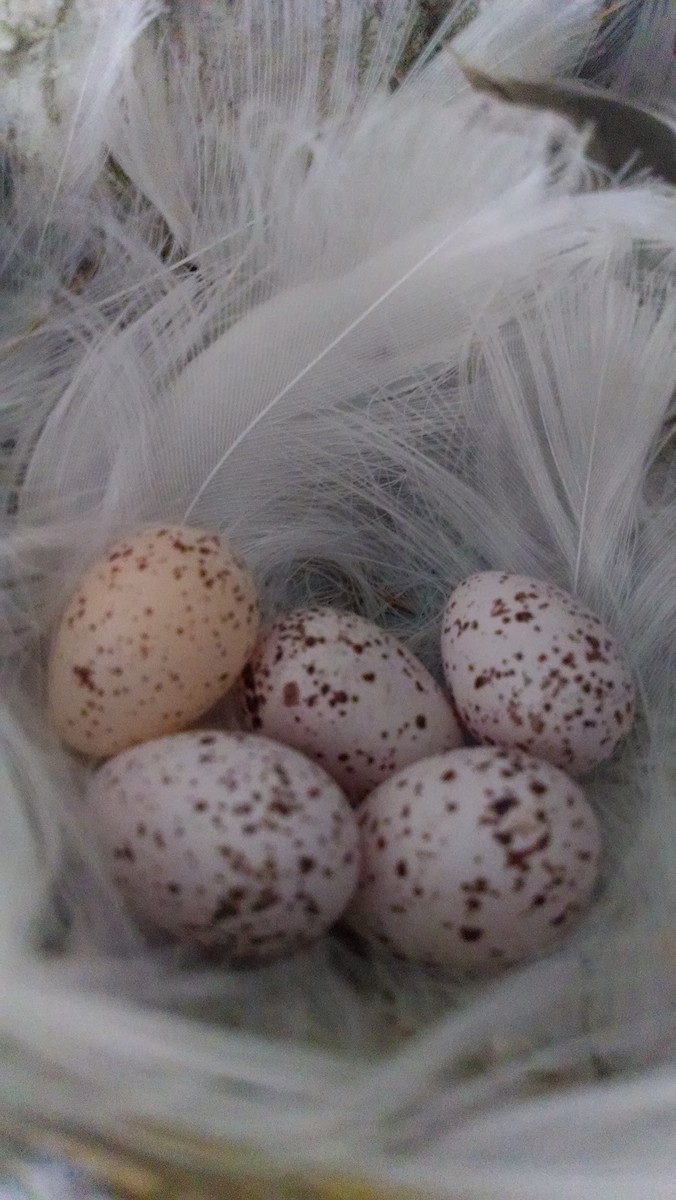 Barn Swallow - Melody Walsh