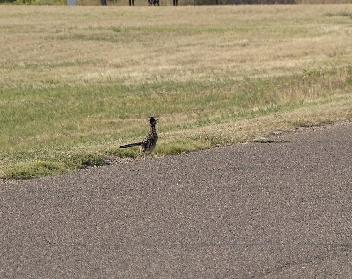 Greater Roadrunner - ML297258831