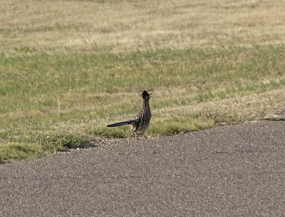 Greater Roadrunner - ML297258851