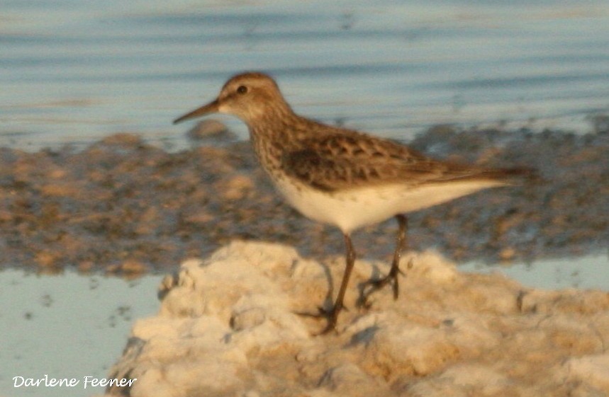 Weißbürzel-Strandläufer - ML29725991