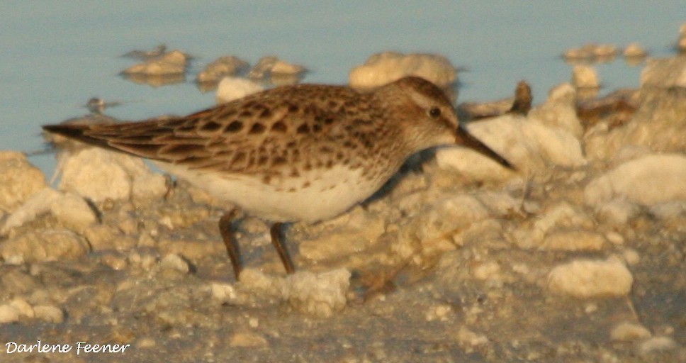 White-rumped Sandpiper - Darlene Feener