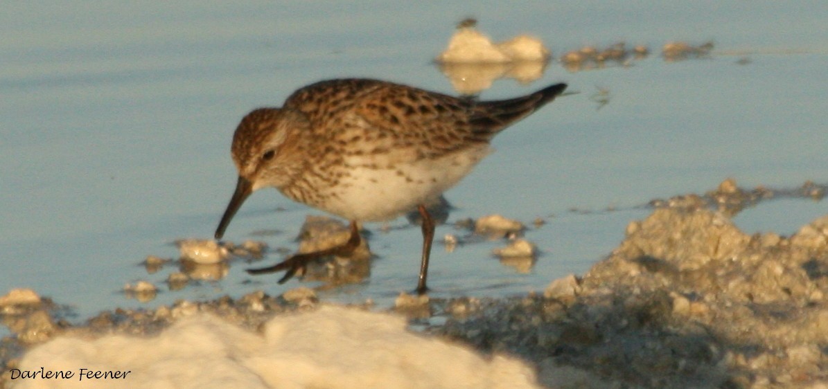 White-rumped Sandpiper - ML29726021