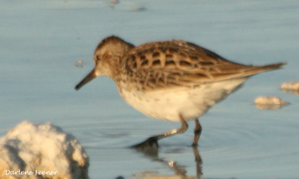 White-rumped Sandpiper - Darlene Feener