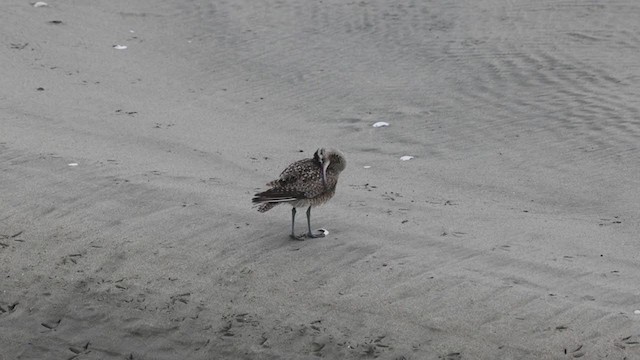 Whimbrel (Hudsonian) - ML297263091