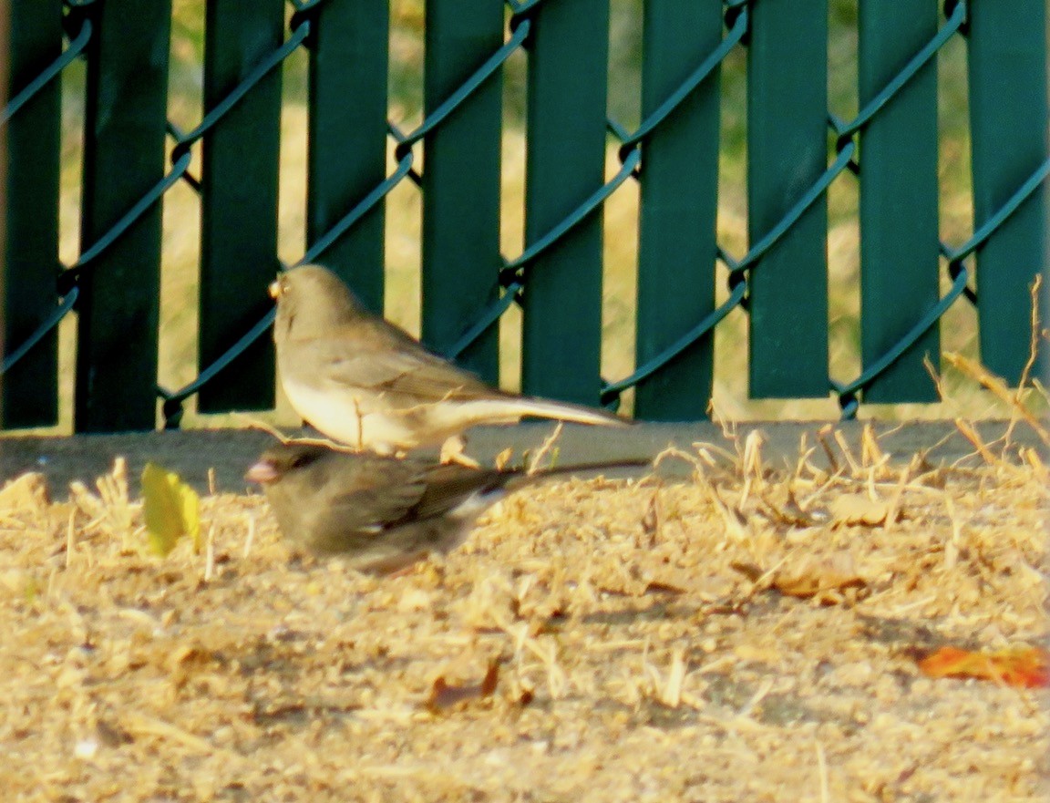 Dark-eyed Junco - ML297263651