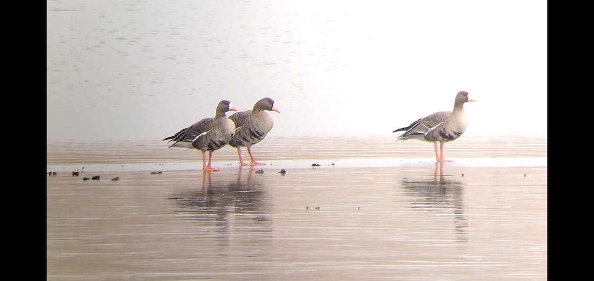 Greater White-fronted Goose - Richard Amable