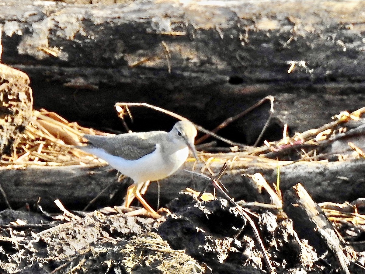 Spotted Sandpiper - ML297264251