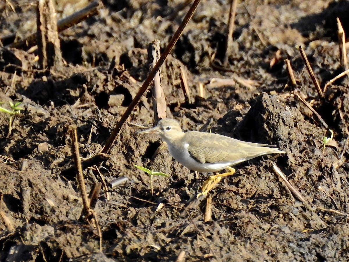 Spotted Sandpiper - ML297264321