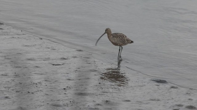 Long-billed Curlew - ML297264461