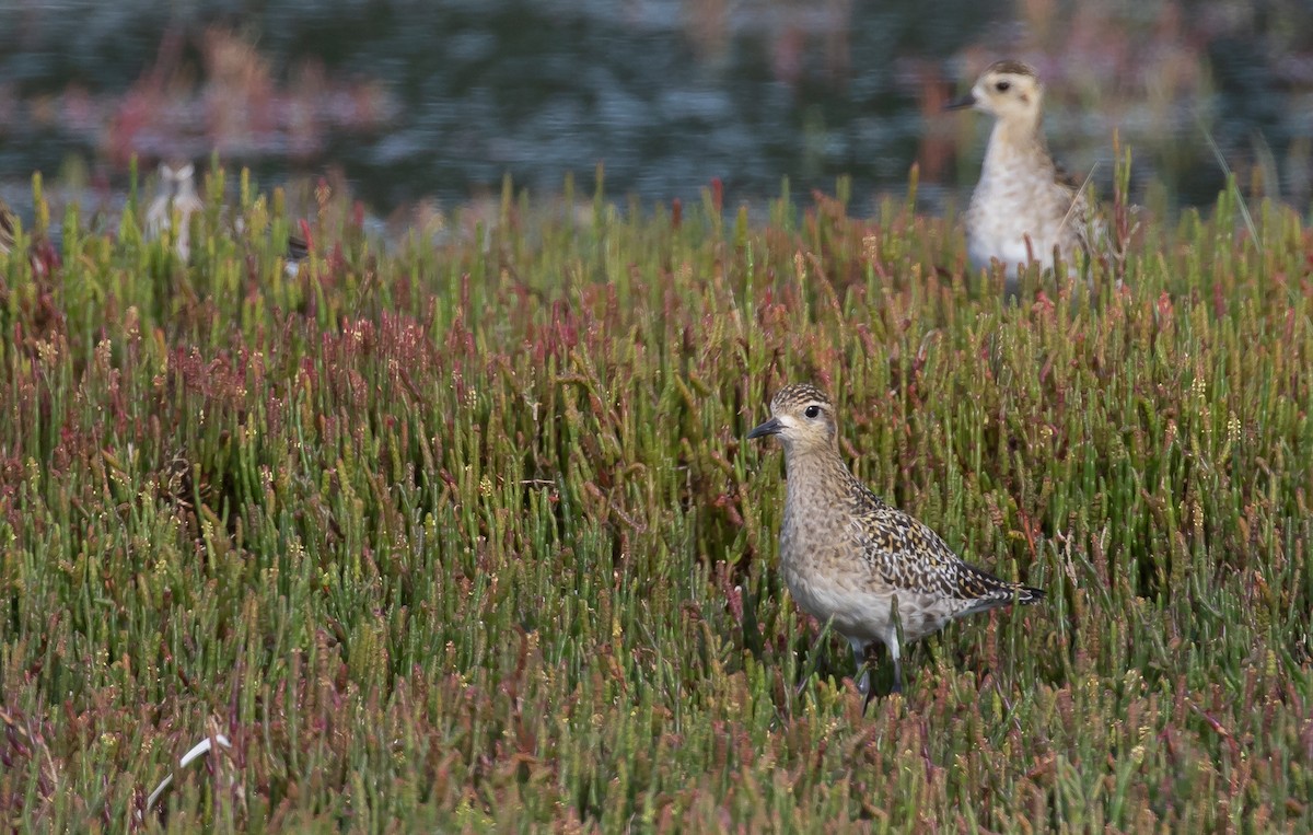 Pacific Golden-Plover - ML297266481