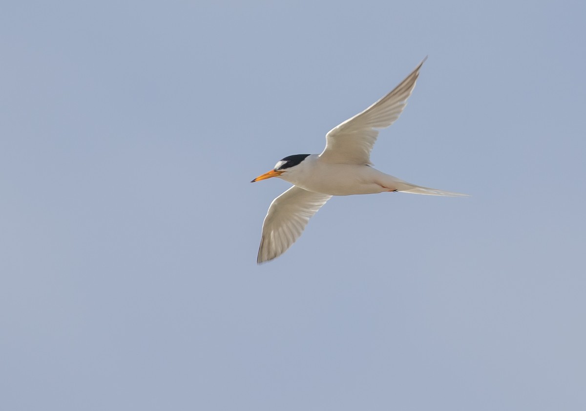 Little Tern - ML297266671