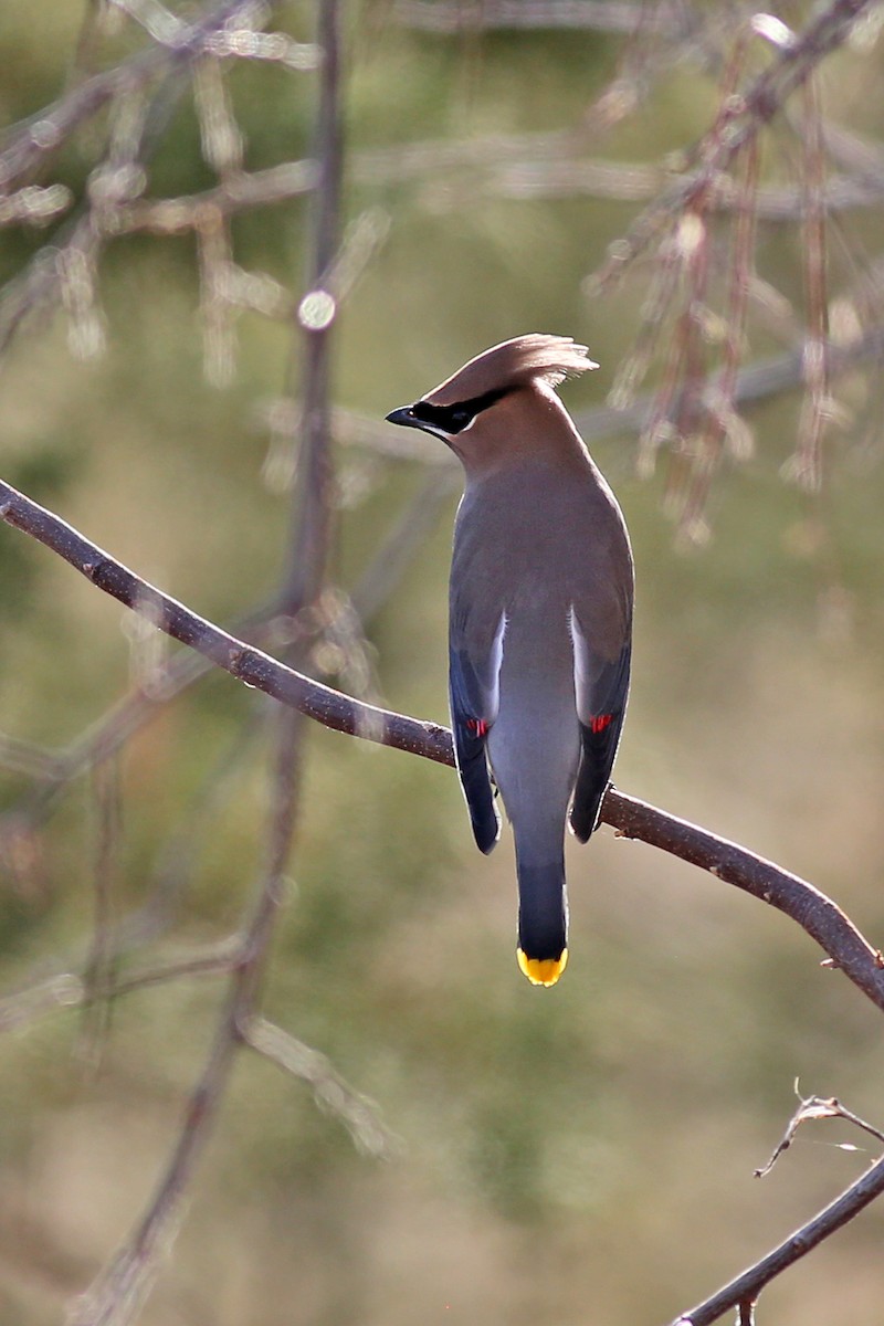 Cedar Waxwing - ML297267601