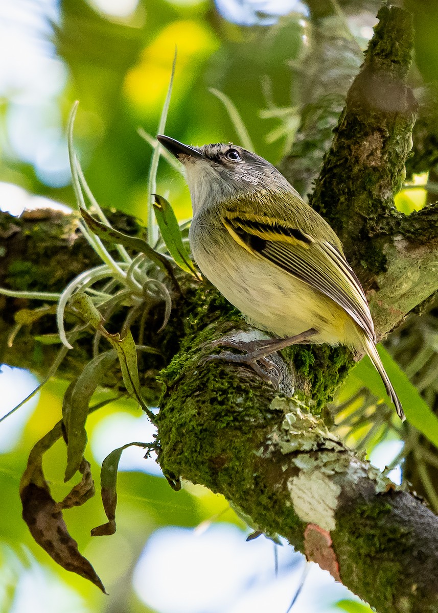 Slate-headed Tody-Flycatcher - David Monroy Rengifo