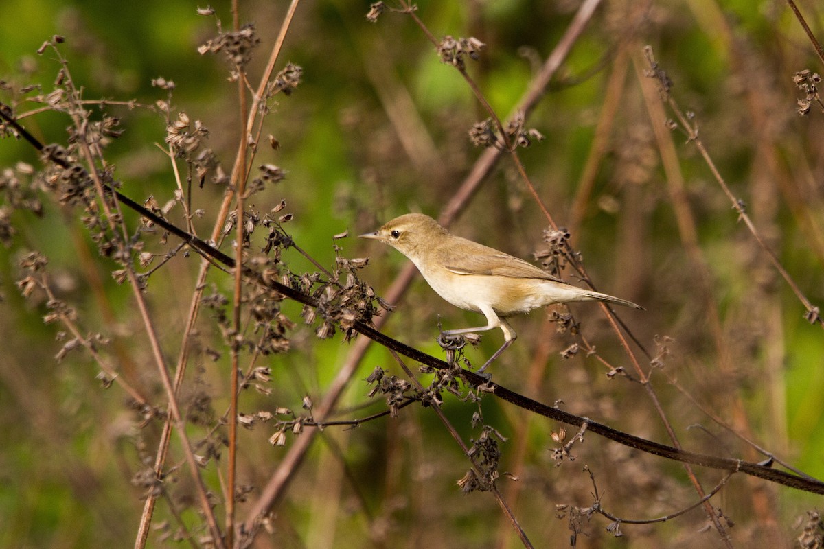 Booted Warbler - Ramesh Shenai