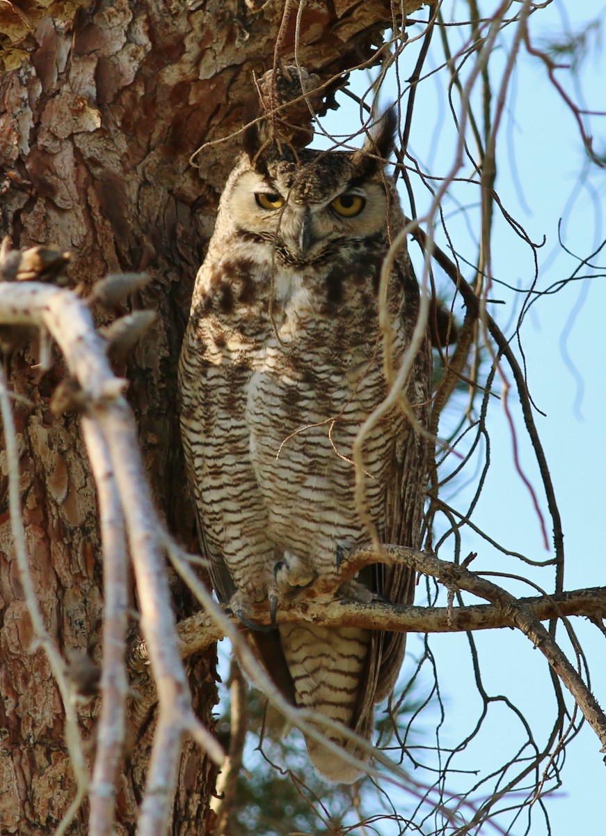 Great Horned Owl - ML29727291