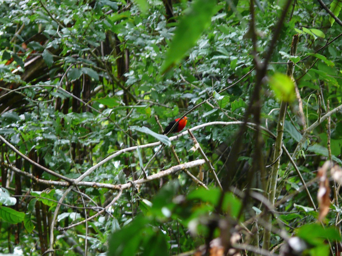 Crimson-hooded Manakin - ML29727311