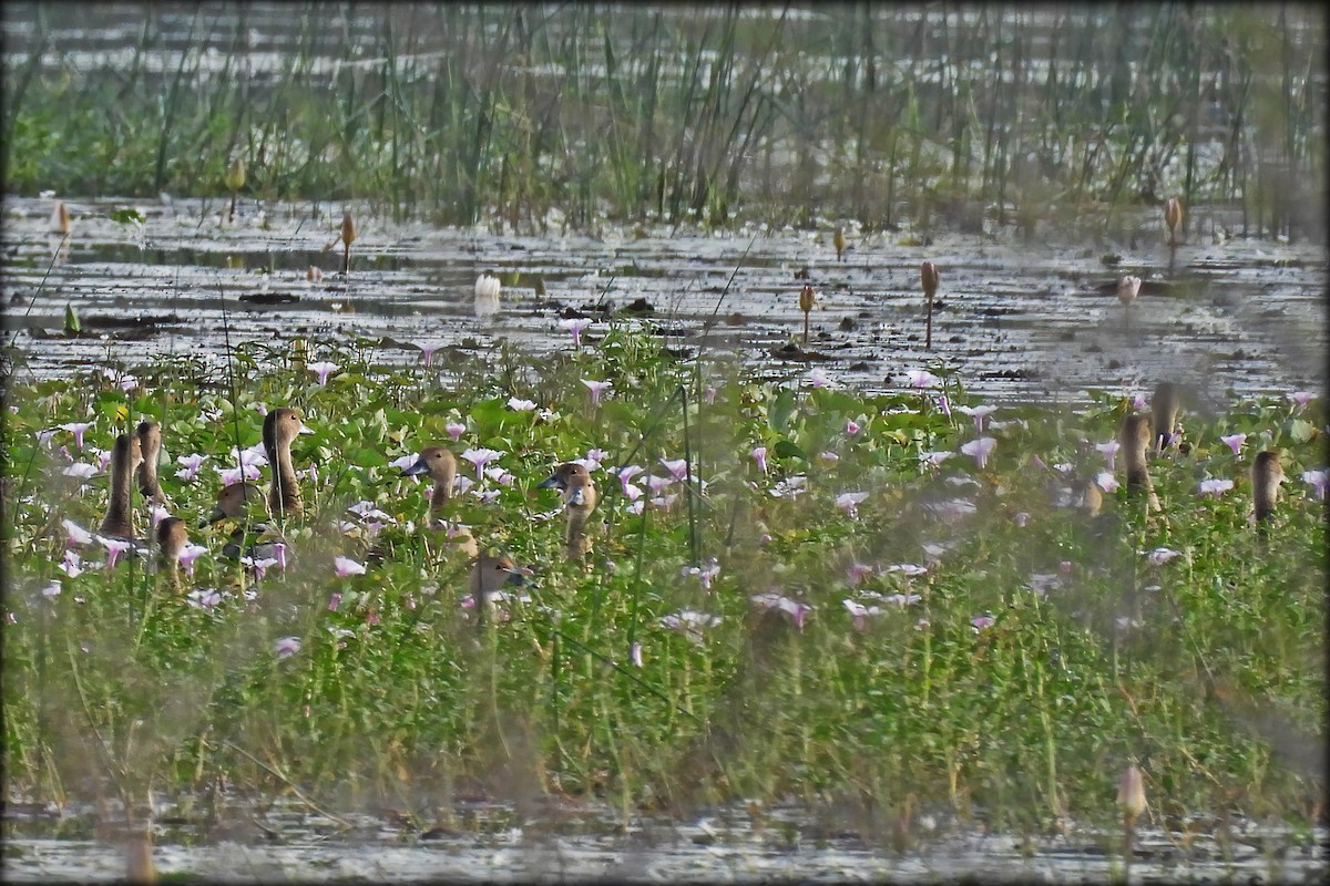 Lesser Whistling-Duck - ML297273421