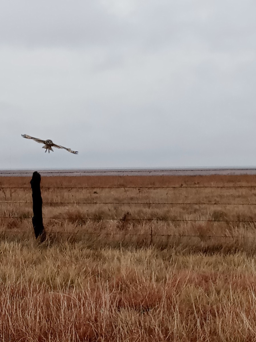 Short-eared Owl - ML297275501