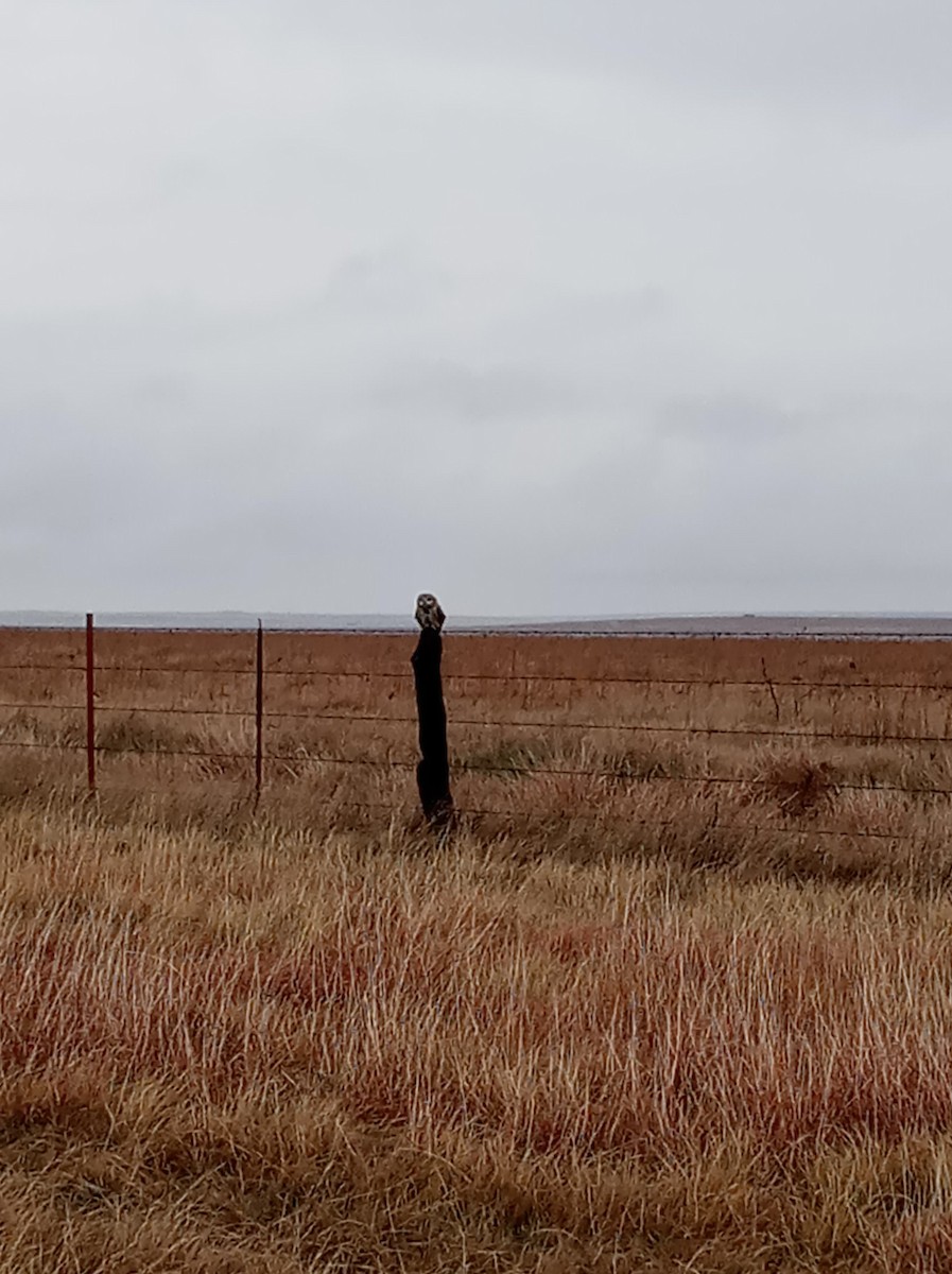 Short-eared Owl - ML297275571