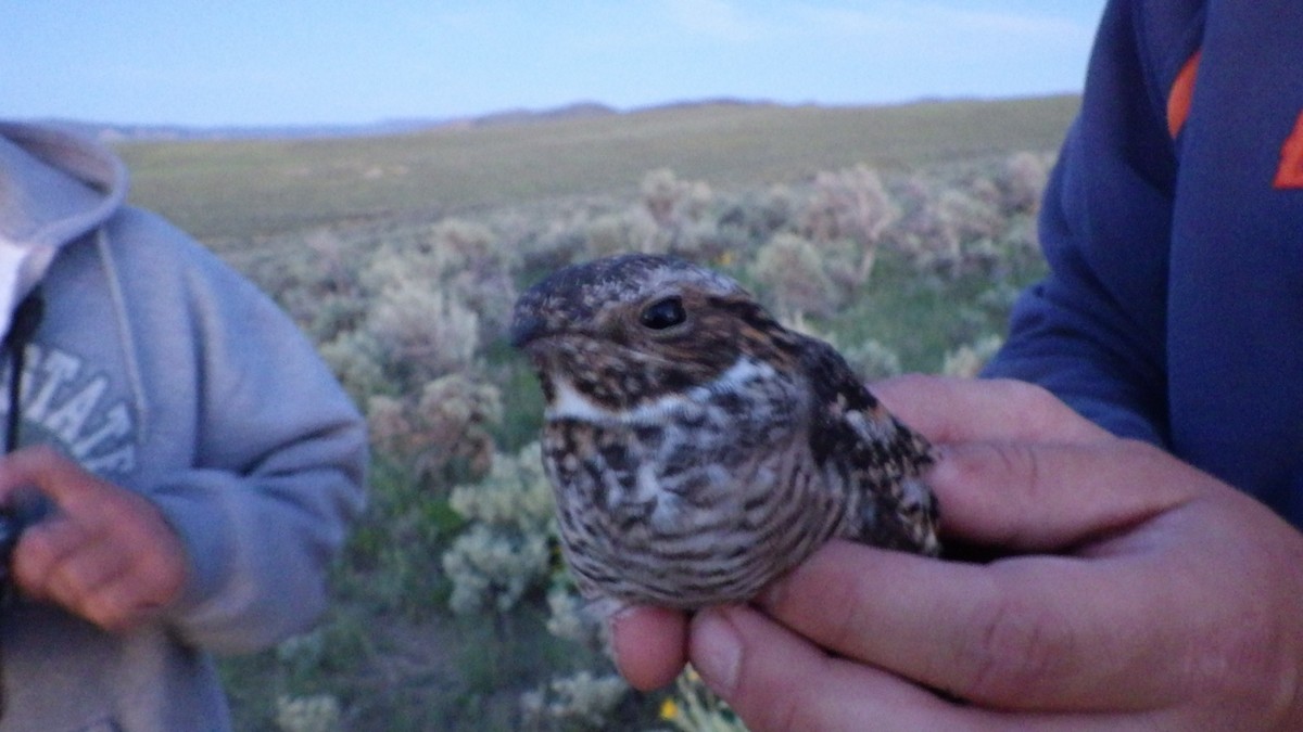 Common Nighthawk - ML297275961