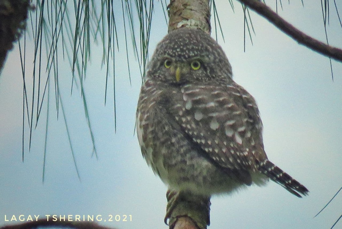 Collared Owlet - ML297276591