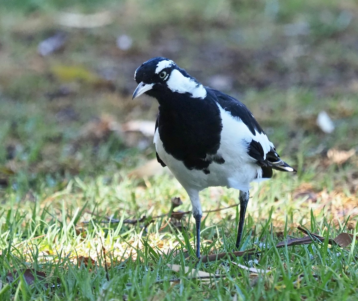 Magpie-lark - ML297277171