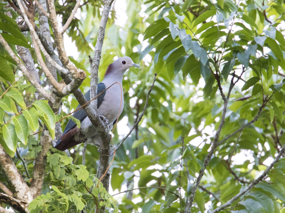 Green Imperial-Pigeon - ML297277651