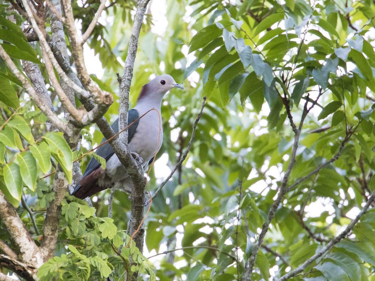 Green Imperial-Pigeon (Maroon-naped) - ML297277651