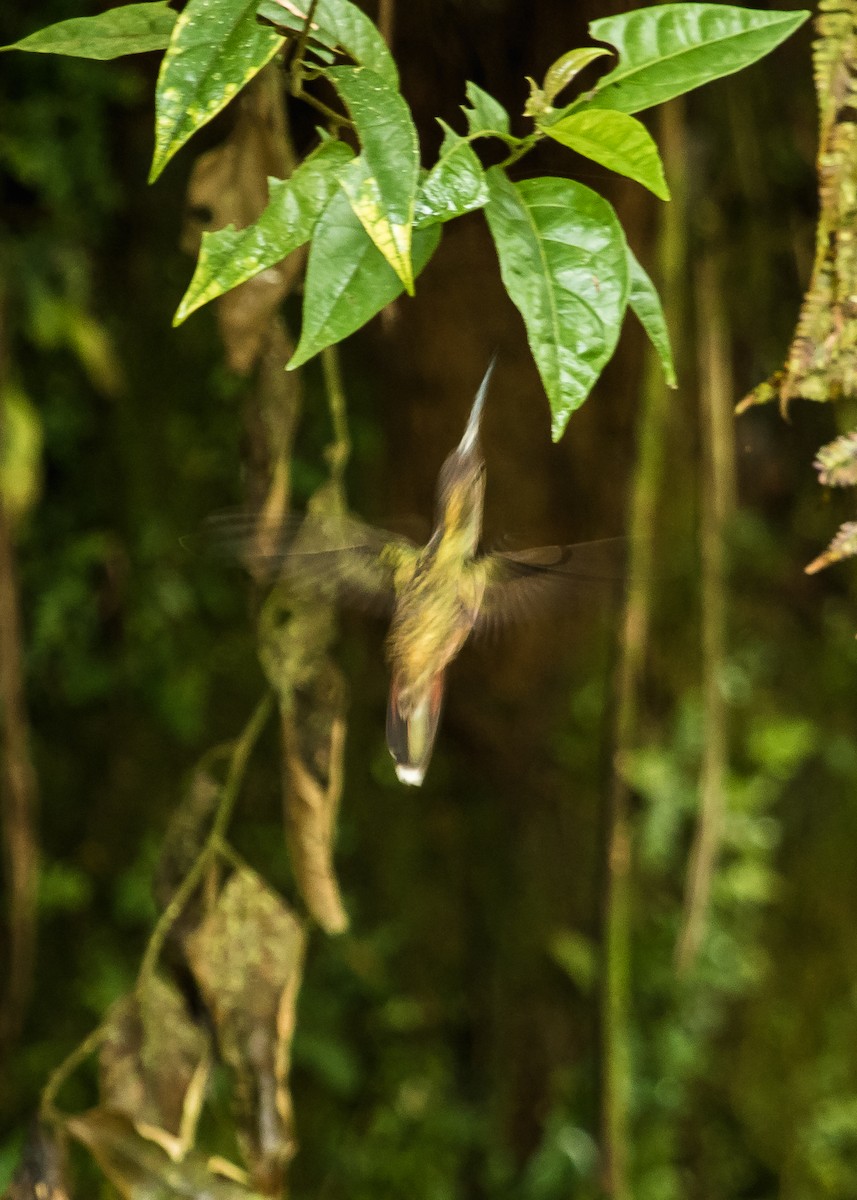 Rufous-breasted Hermit - David Monroy Rengifo