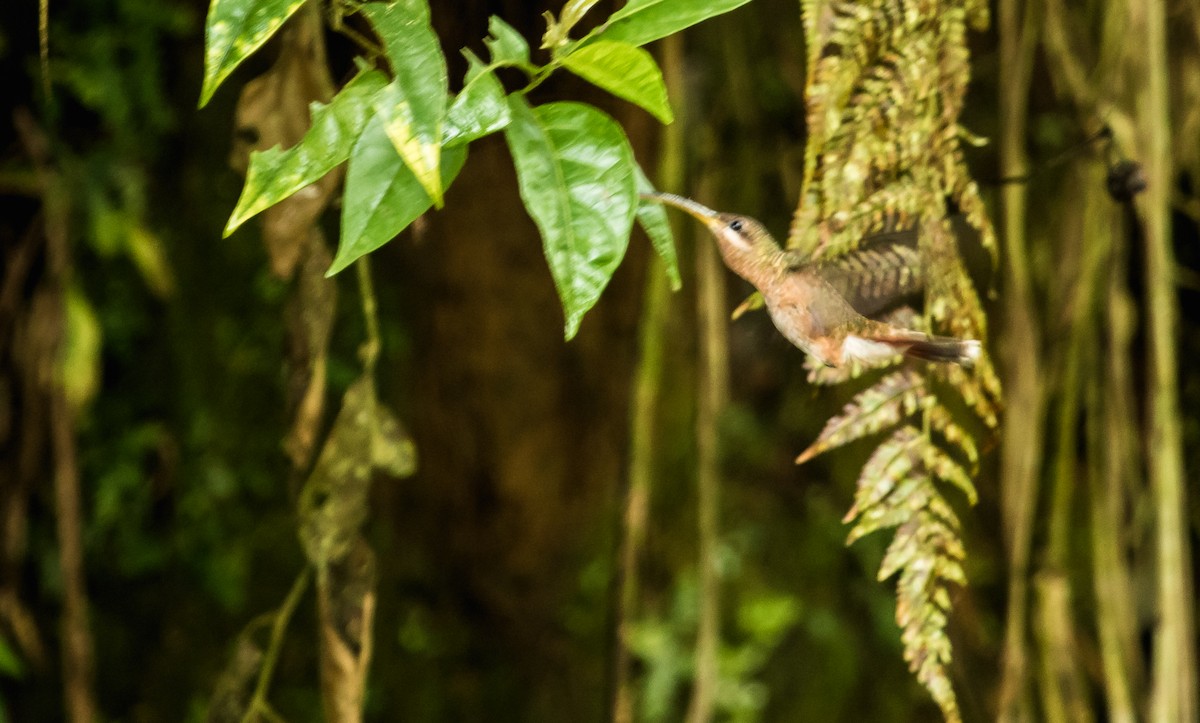 Rufous-breasted Hermit - ML297277991