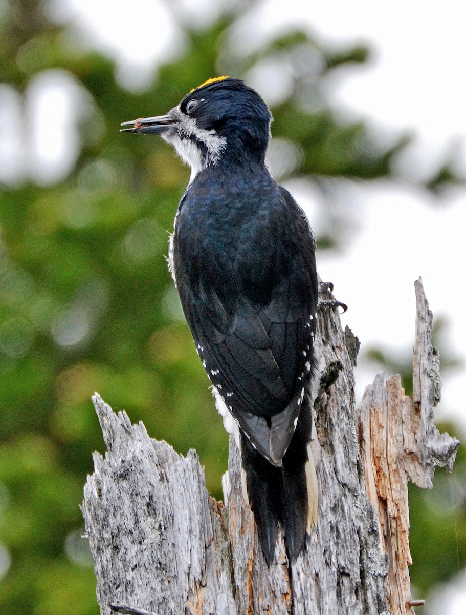 Black-backed Woodpecker - ML29727851