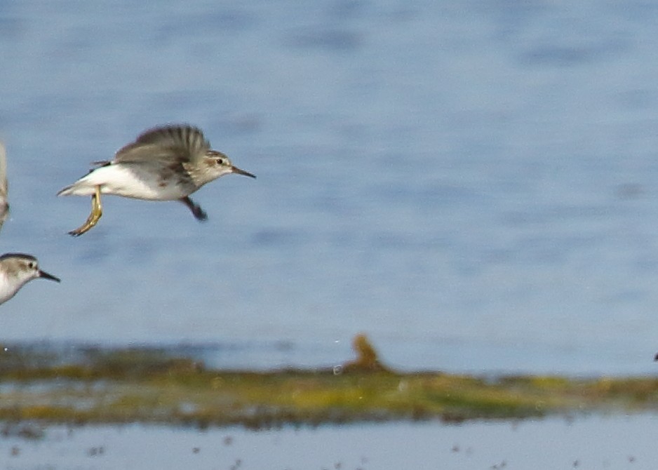 Long-toed Stint - Michael Rutkowski