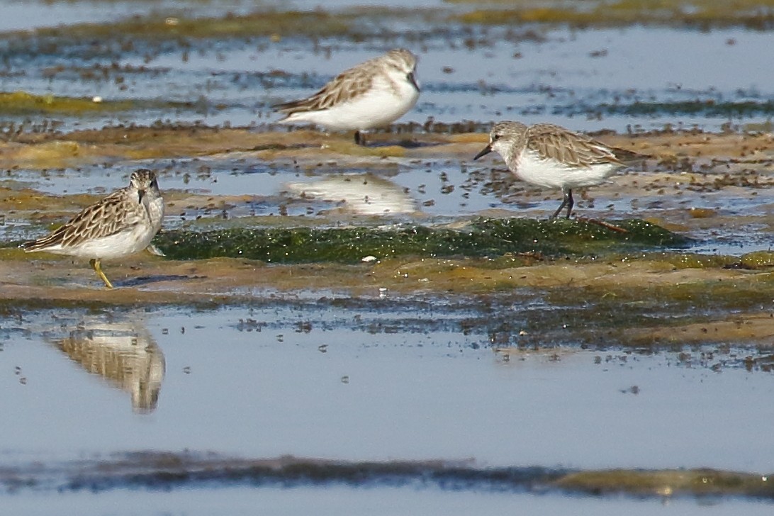 Long-toed Stint - Michael Rutkowski