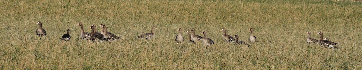 Манхин галуу - ML297279131