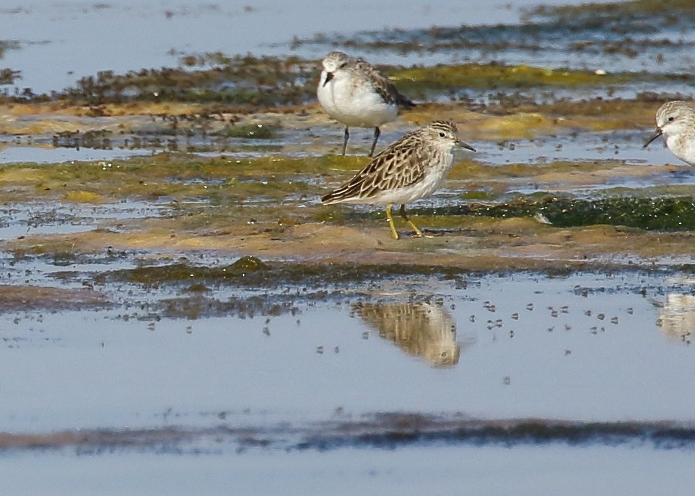 Long-toed Stint - Michael Rutkowski