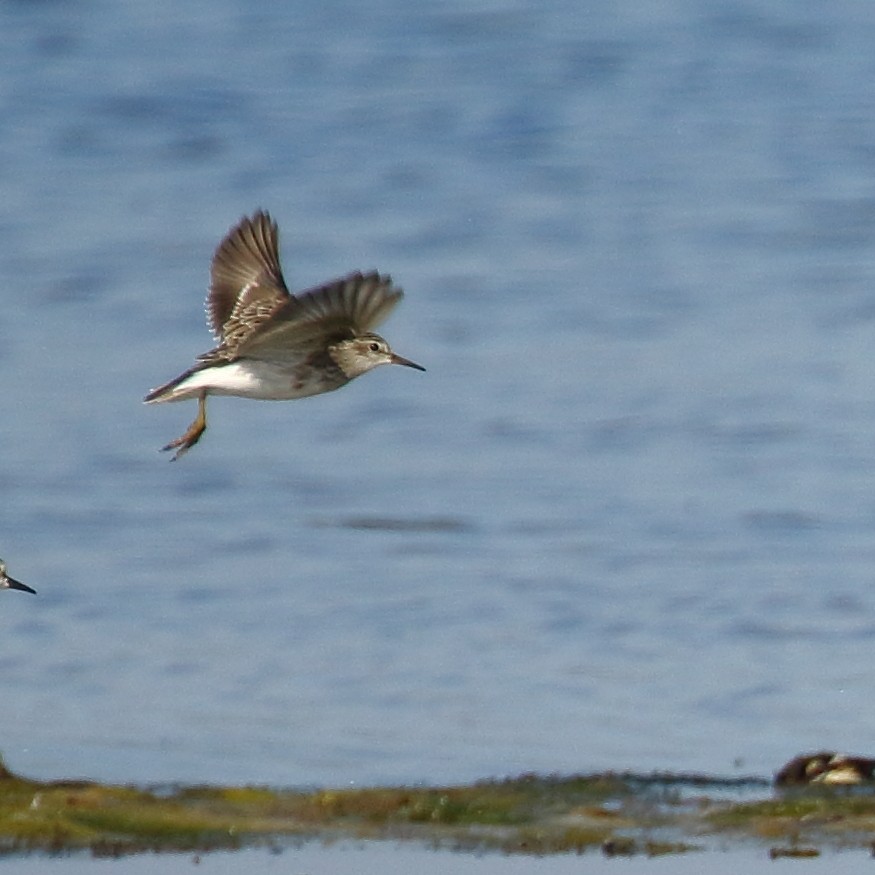 Long-toed Stint - Michael Rutkowski