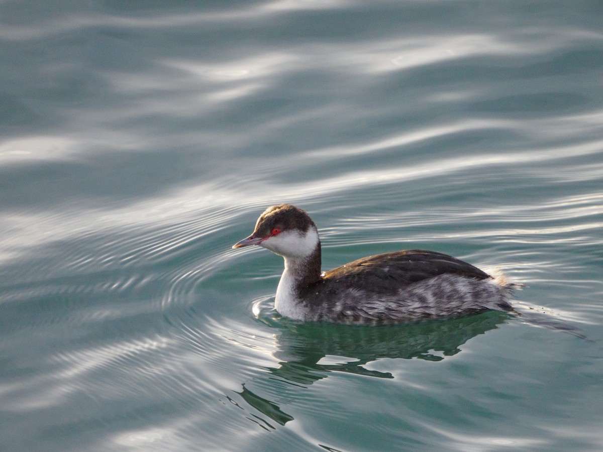 Horned Grebe - Eleanor H Sarren