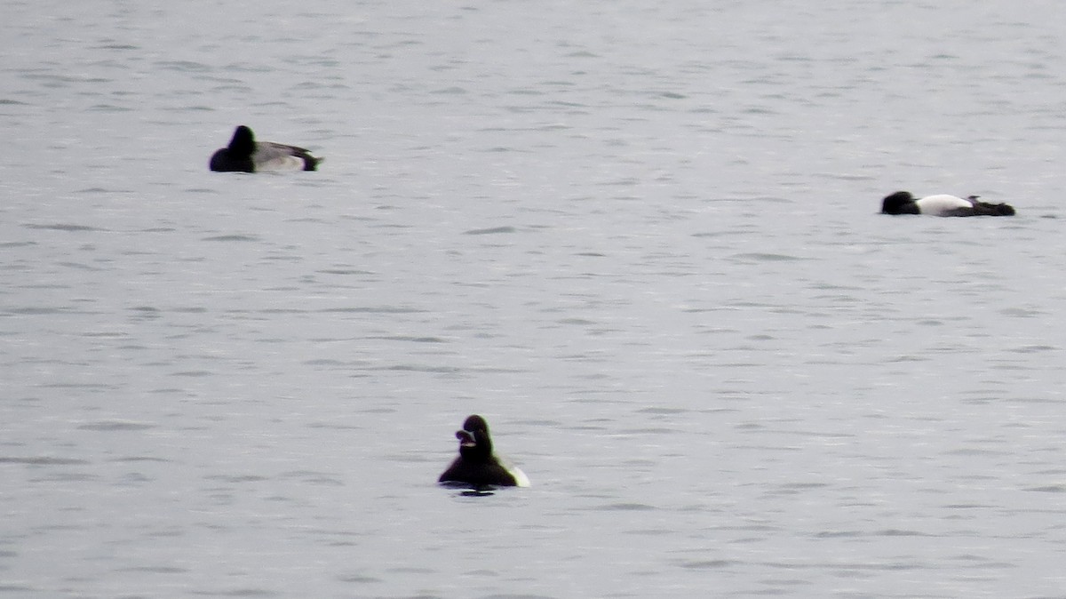 Lesser Scaup - ML297281281