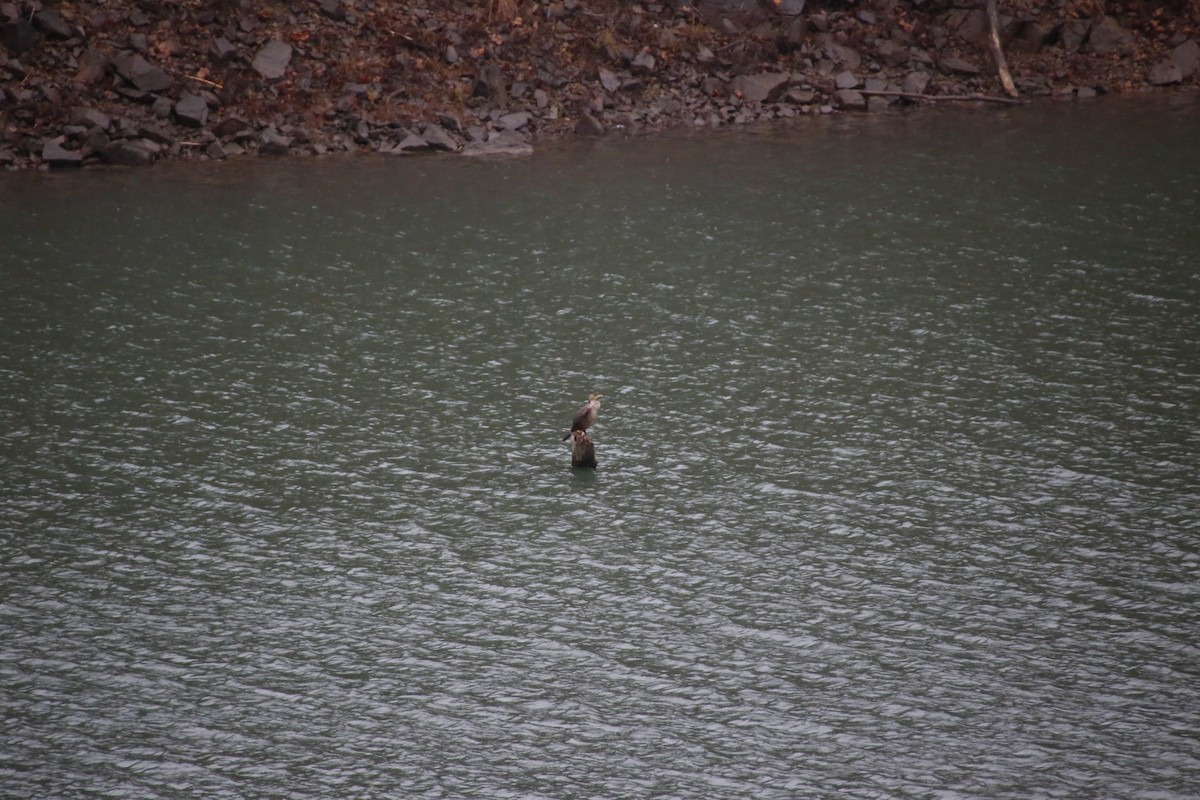 Double-crested Cormorant - ML297285541