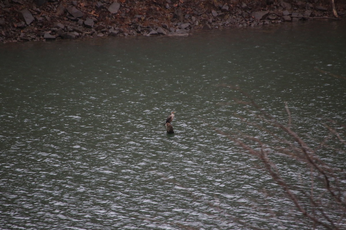 Double-crested Cormorant - ML297285551