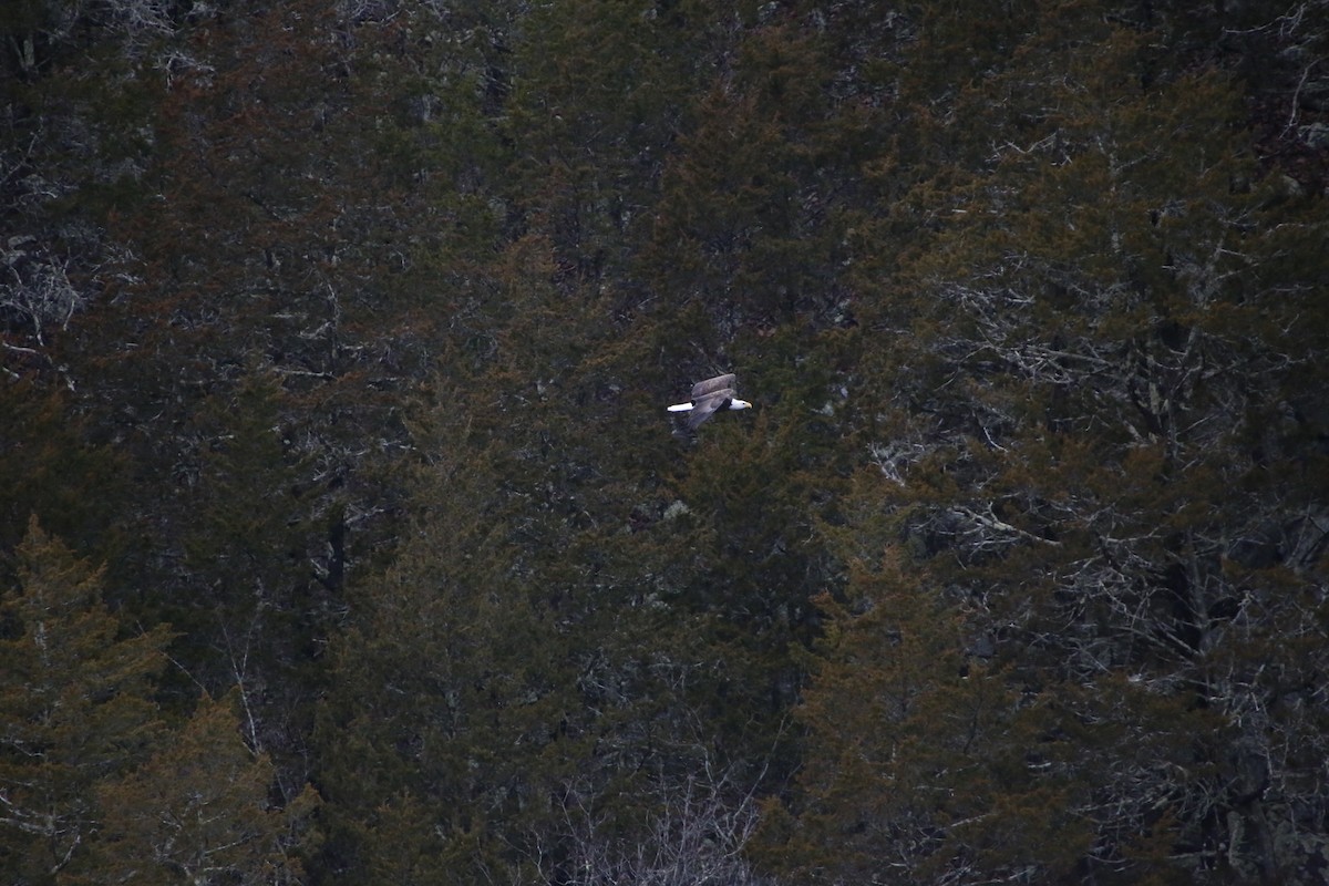 Bald Eagle - ML297285571