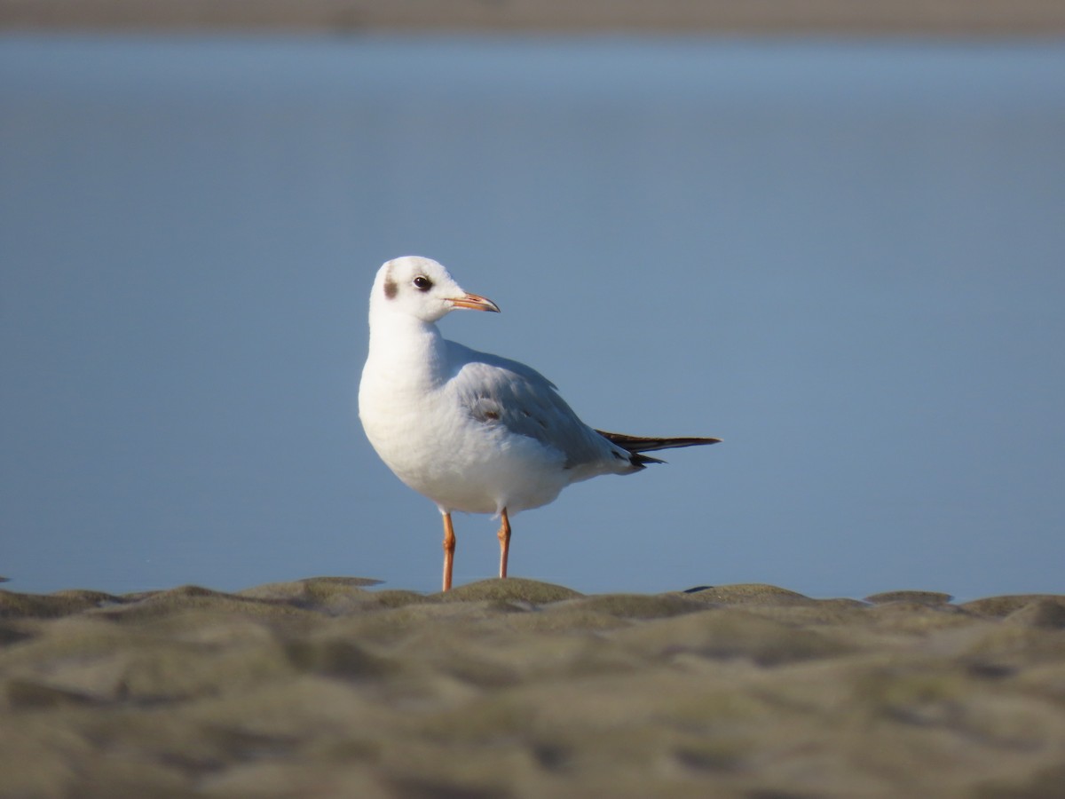 Brown-headed Gull - ML297286271