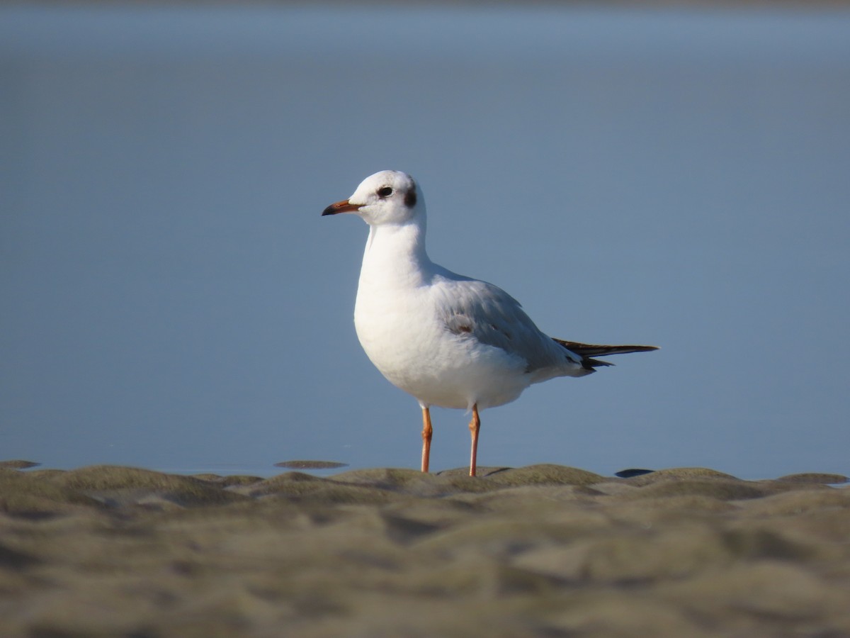 Brown-headed Gull - Vedant Gattani