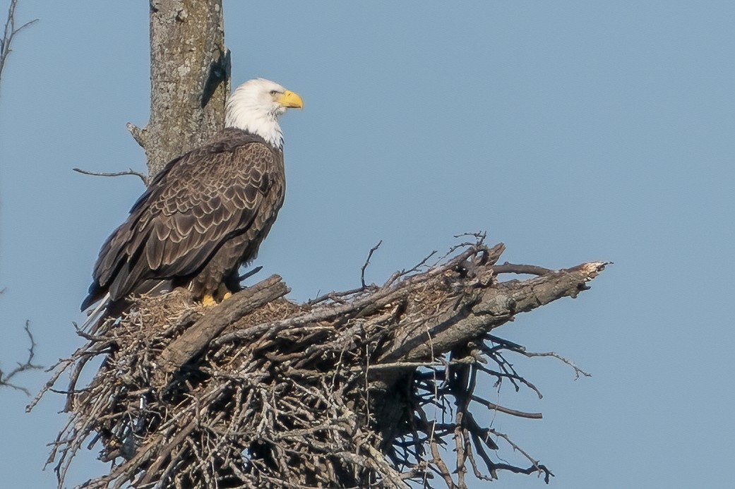 Bald Eagle - Bill Wood