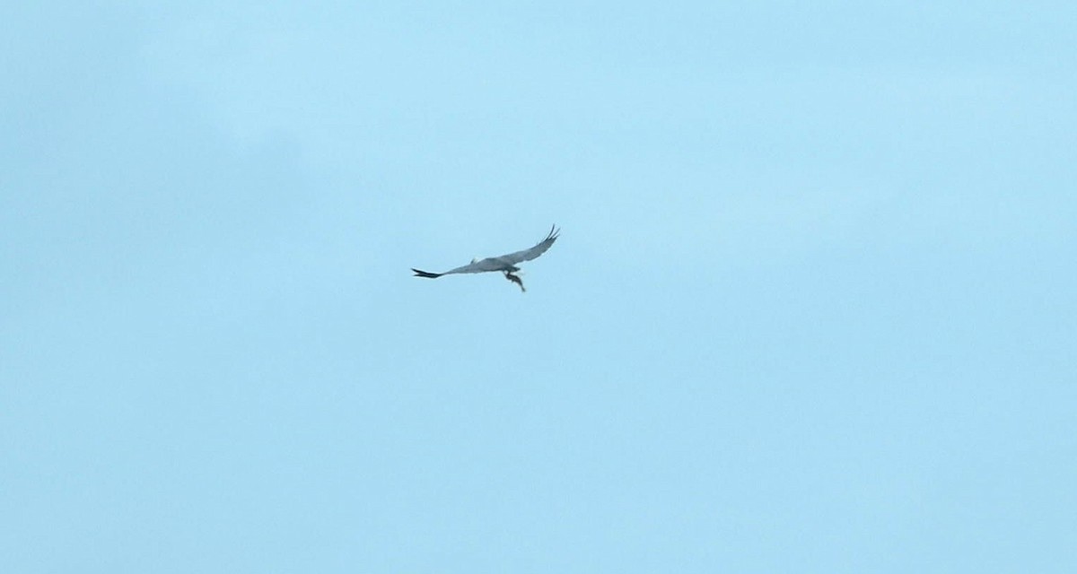 White-bellied Sea-Eagle - ML297286951