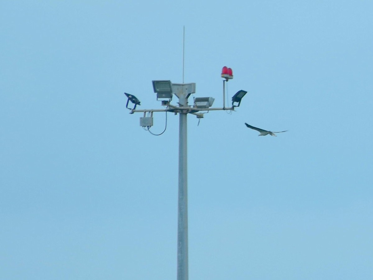 White-bellied Sea-Eagle - ML297286961