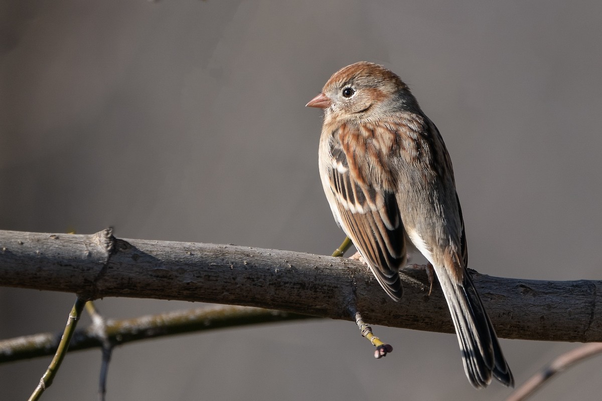 Field Sparrow - ML297287141