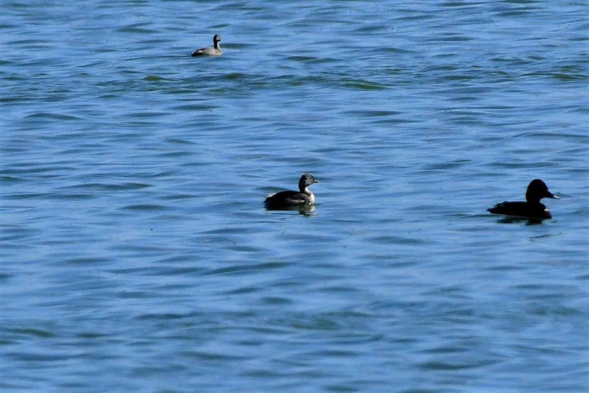 Hoary-headed Grebe - Sam Adams