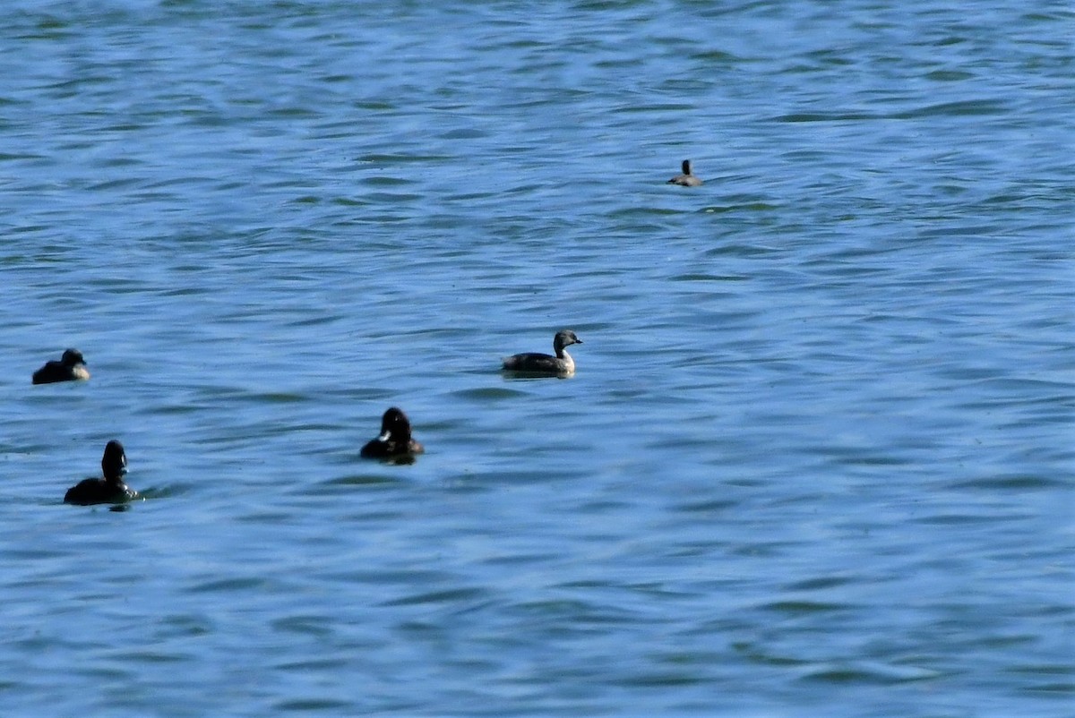 Hoary-headed Grebe - ML297289171